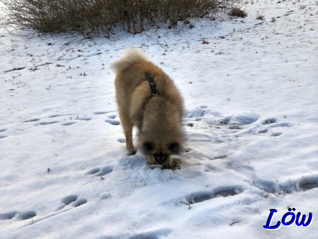17.2.2026 - Suche nach Winter-Ersatz